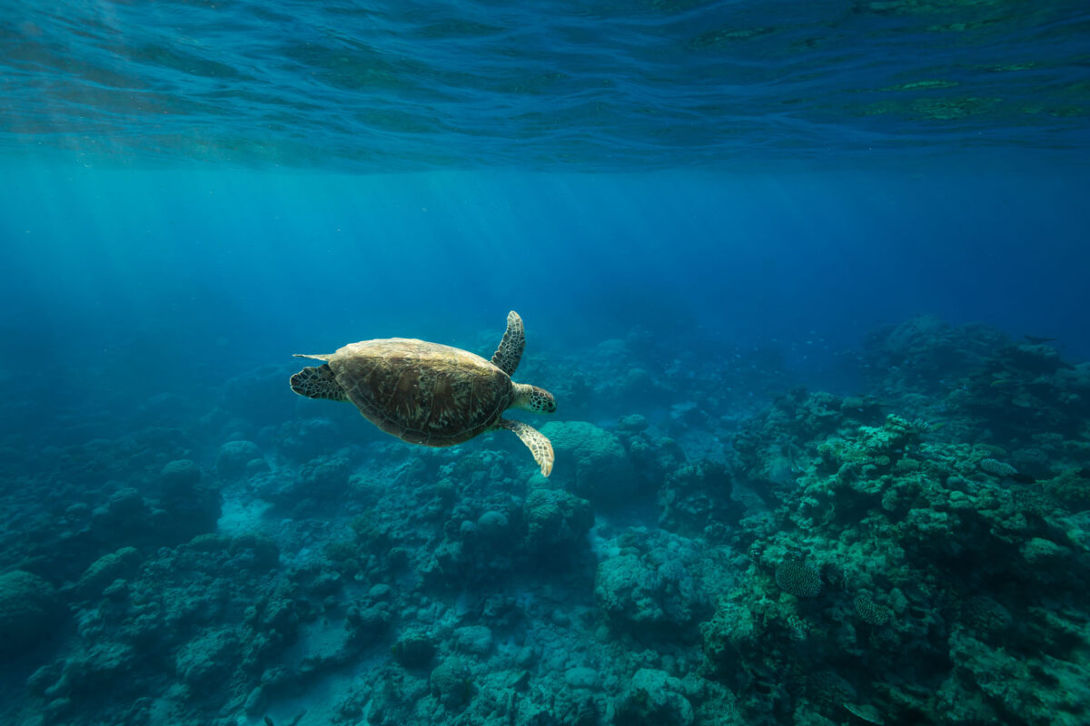 Great Barrier Reef Marine Wildlife Guide - Divers Den