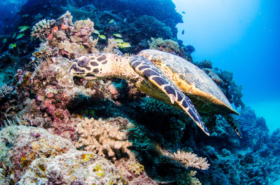 Great Barrier Reef Marine Wildlife Guide - Divers Den