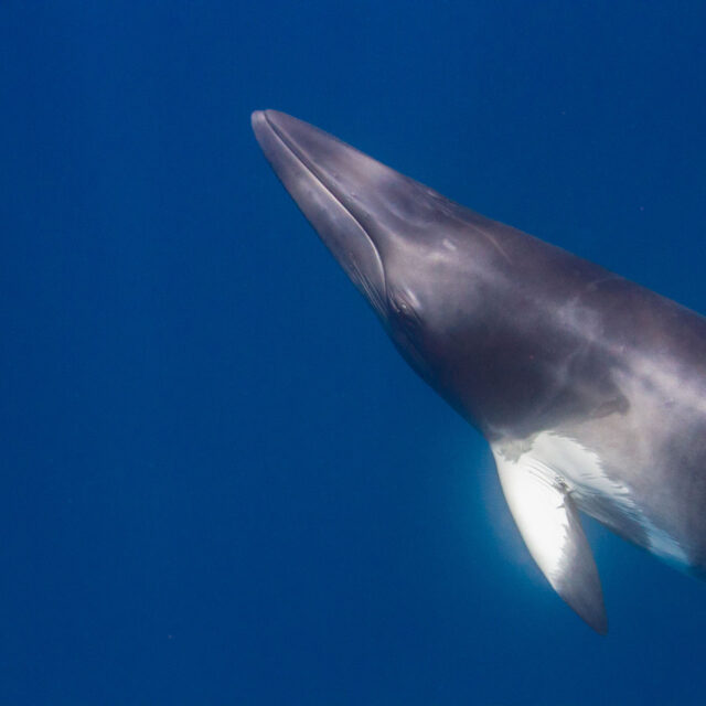 PADI Dwarf Minke Whale Awareness Distinctive Specialty | Divers Den