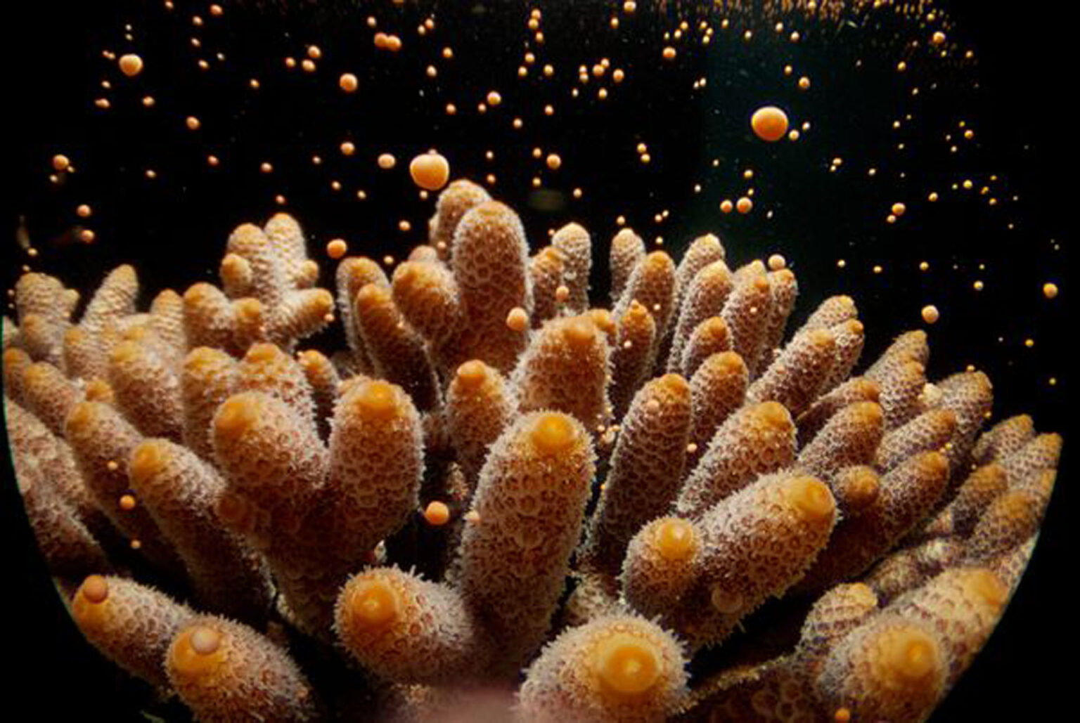 great-barrier-reef-coral-spawning-guide-divers-den