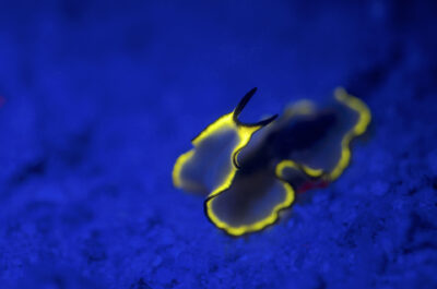 Great Barrier Reef Fluoro Dive