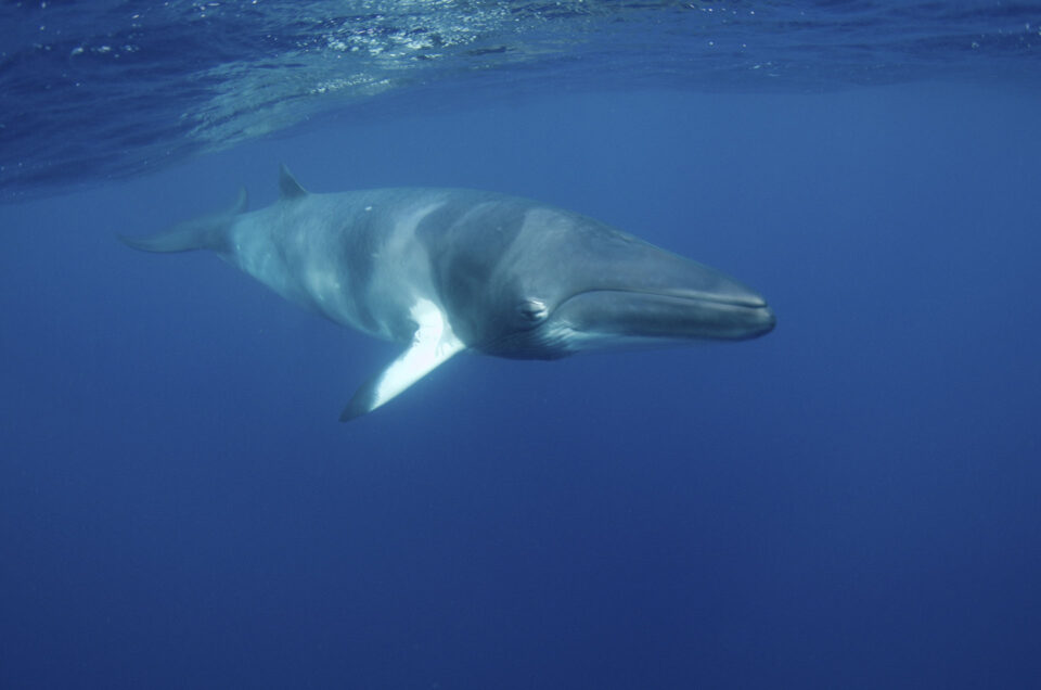 Great Barrier Reef Marine Wildlife Guide - Divers Den