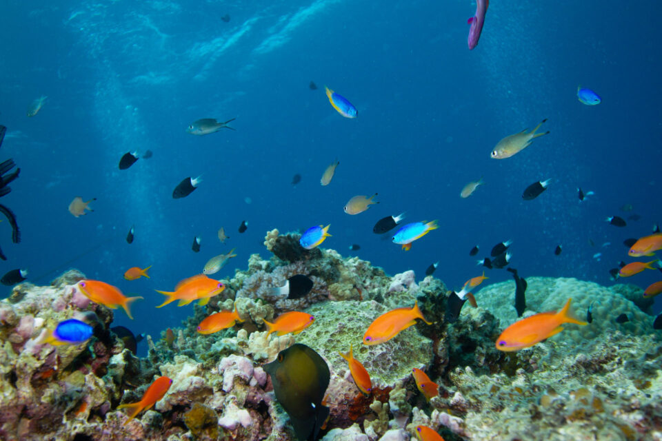Cairns Travel Guide | Great Barrier Reef & Port Douglas Info | Divers Den