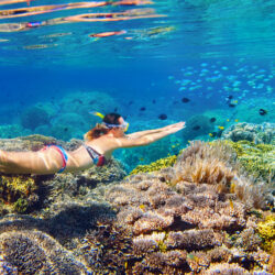 Cairns Outer Great Barrier Reef Snorkel Day Trip