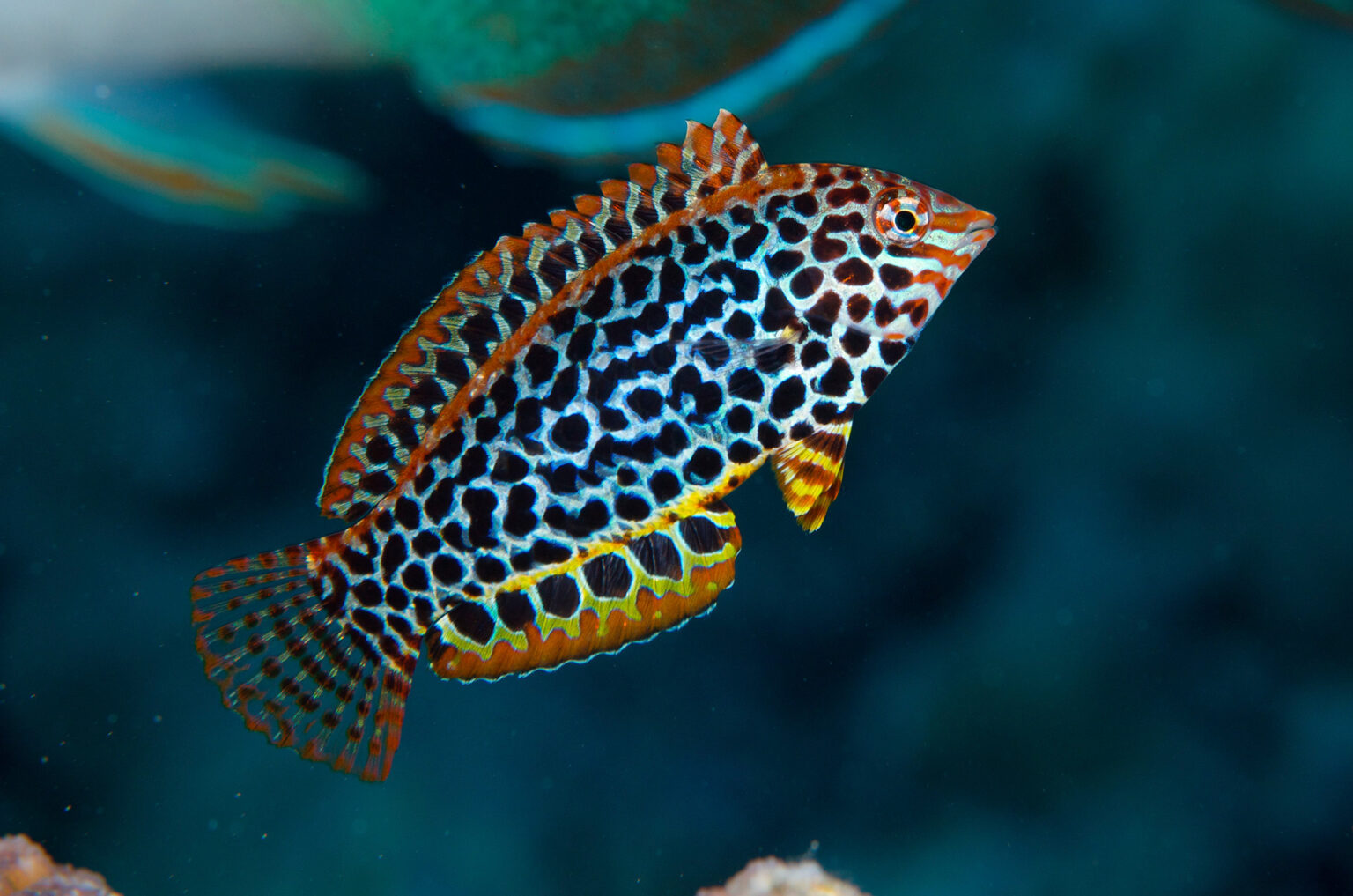 great barrier reef species