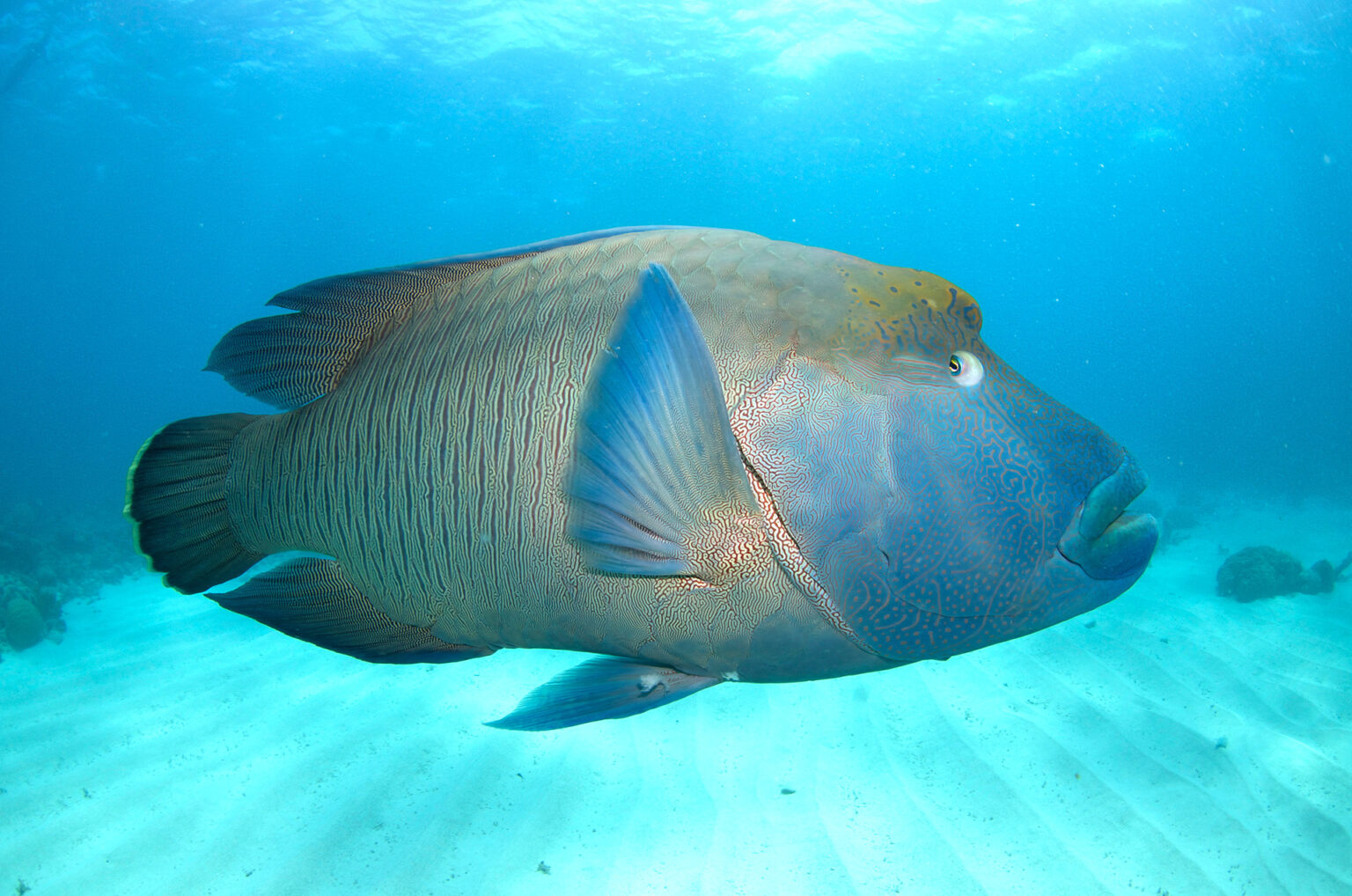 The Great Barrier Reef Great 8 - Divers Den