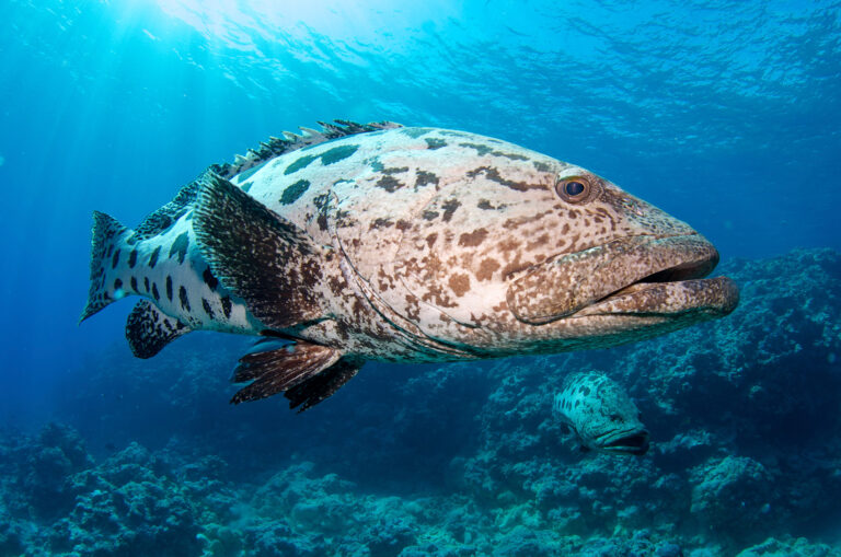 Great Barrier Reef Marine Wildlife Guide - Divers Den