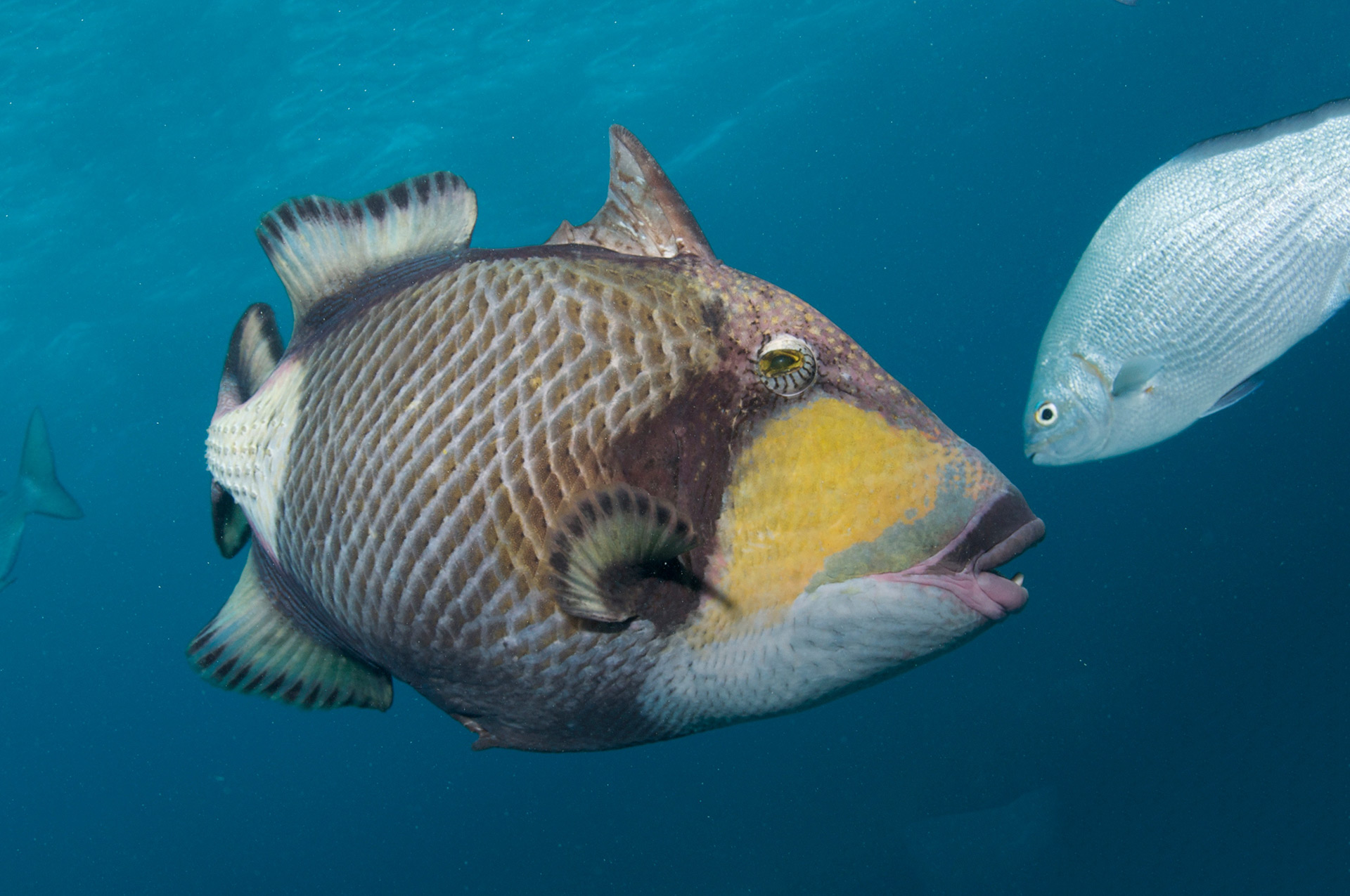 Great Barrier Reef Marine Wildlife Guide - Divers Den