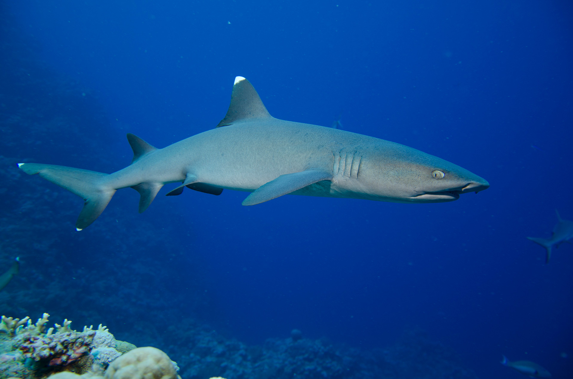 Reef shark tipped diversden