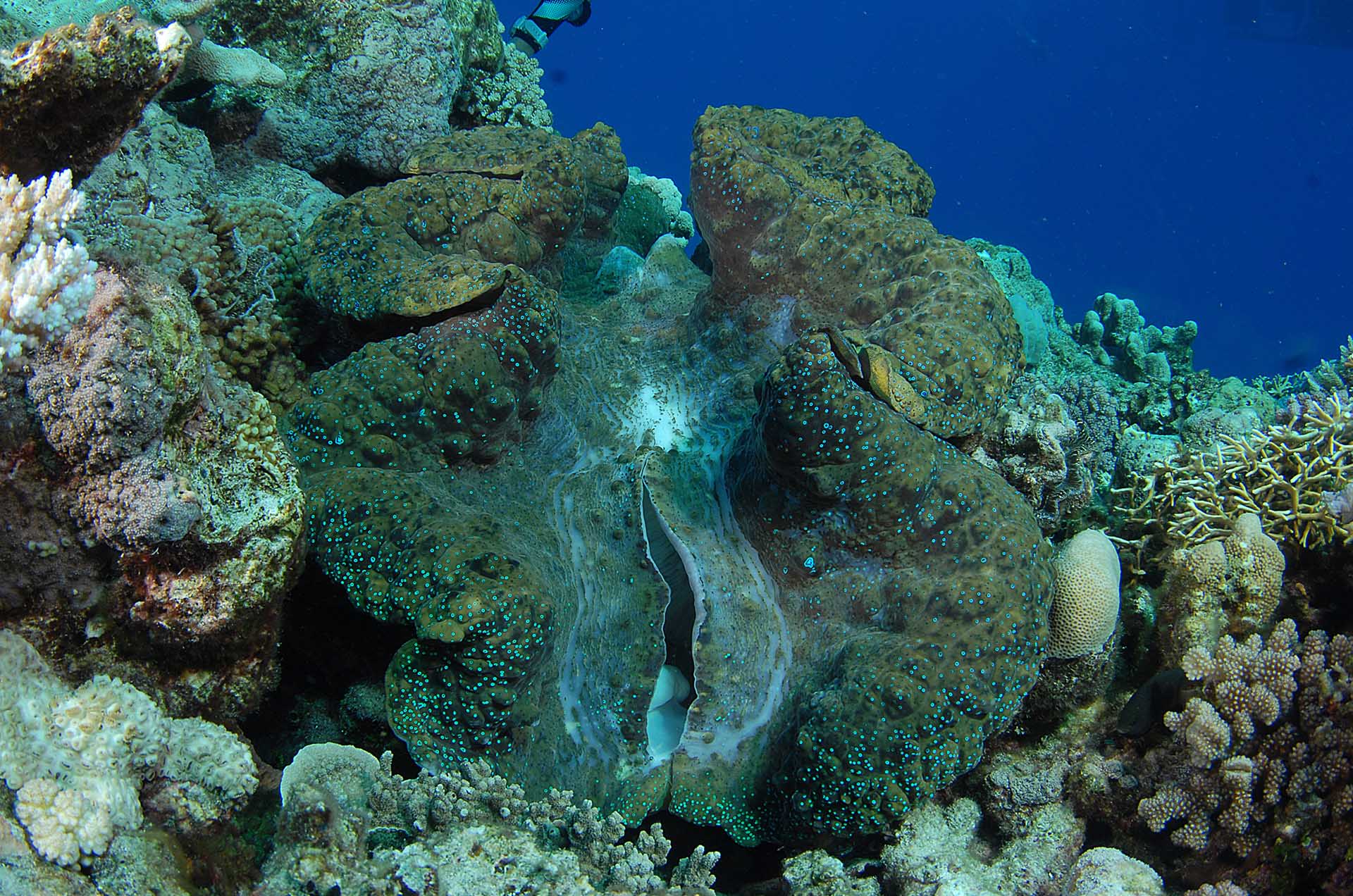 The Great Barrier Reef Great 8 - Divers Den