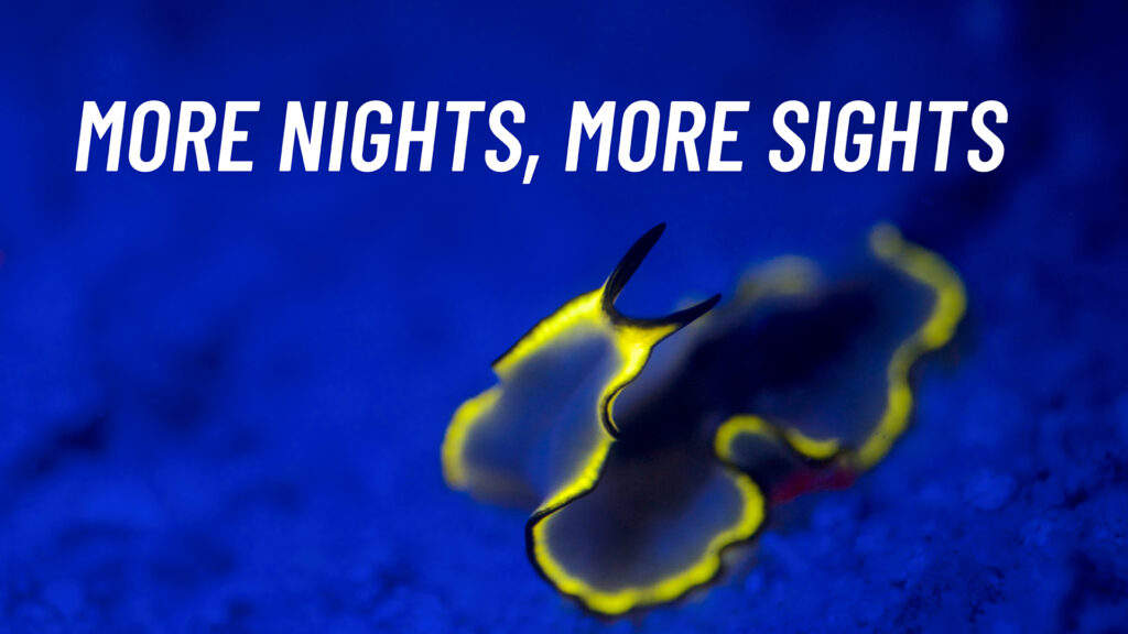 More Nights, More Sights with Divers Den