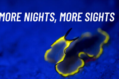 More Nights, More Sights with Divers Den